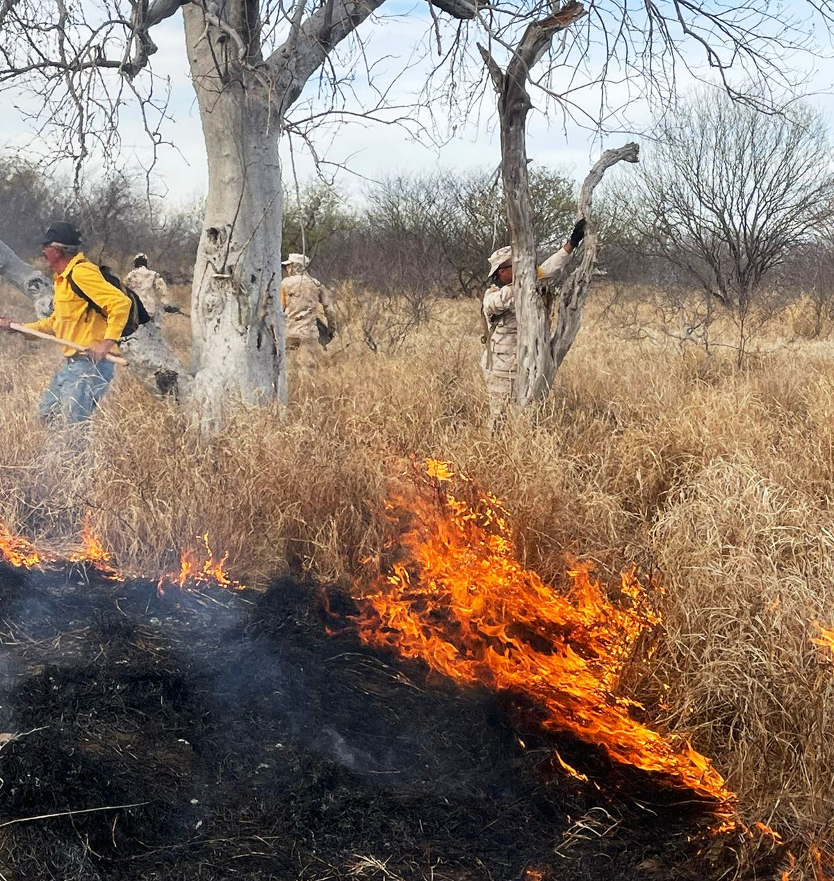 Controlado en un 70 por ciento incendio forestal en Suaqui Grande ...